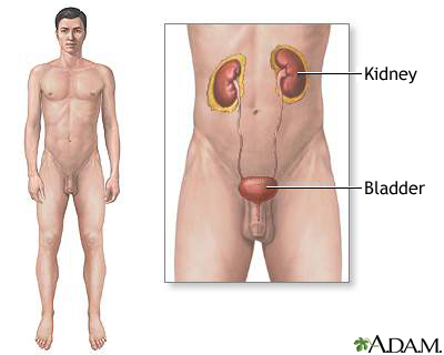 Male urinary system