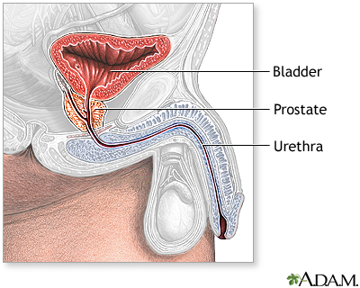 Prostate gland