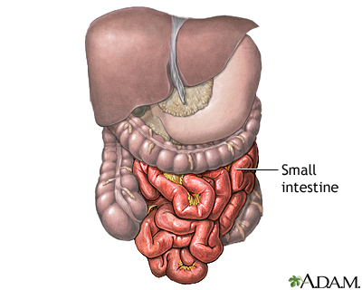 Normal anatomy