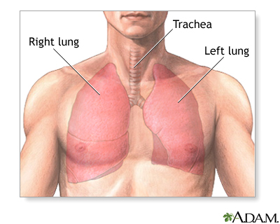 Normal anatomy