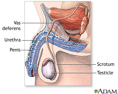 Normal anatomy