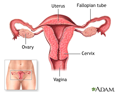 Female normal anatomy