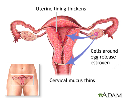 Release of estrogen