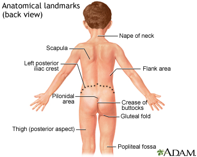 Anatomical landmarks, back view