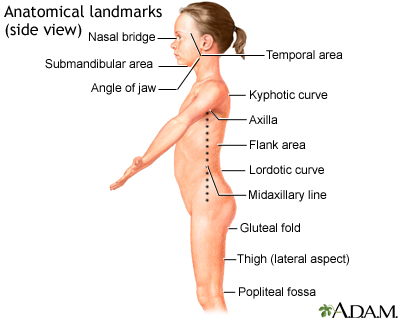 Anatomical landmarks, side view