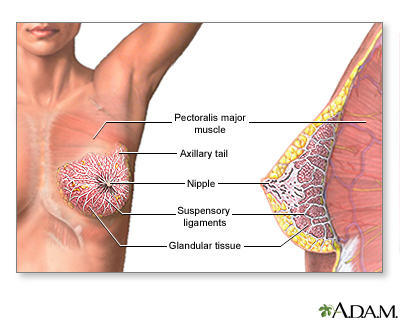 Female breast