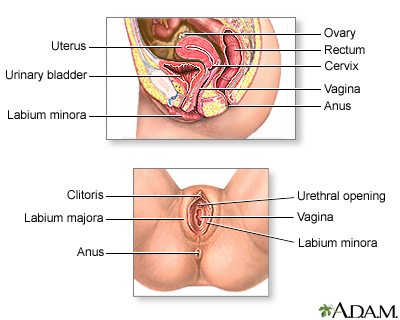 Female reproductive anatomy