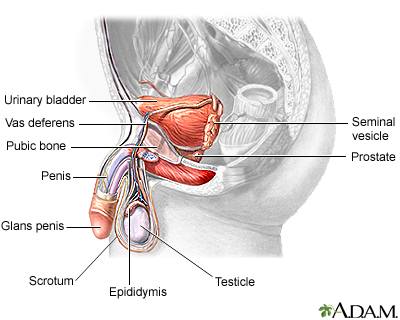 Male reproductive anatomy