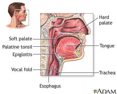 Throat anatomy