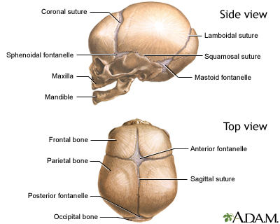 Skull of a newborn