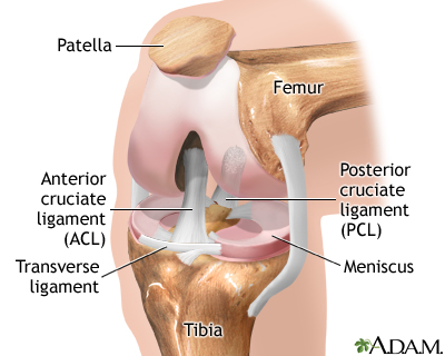 Normal anatomy