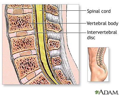 Normal anatomy