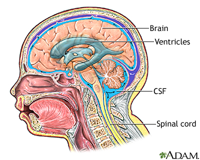 Normal anatomy