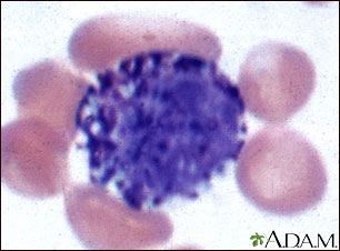 Basophil (close-up)