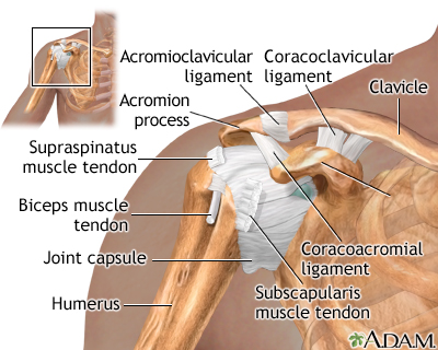 Normal anatomy