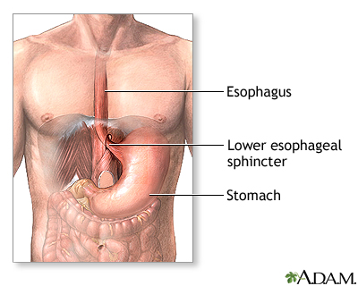 Normal anatomy