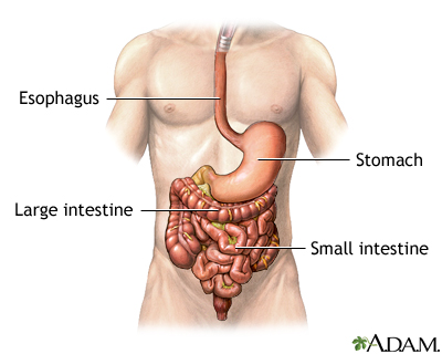 Normal anatomy