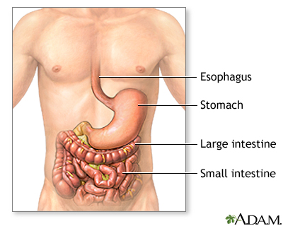 Normal anatomy