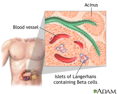 Islets of Langerhans