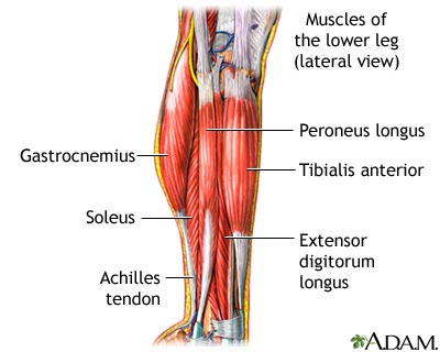 Lower leg muscles