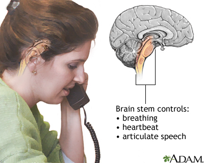 Brainstem function