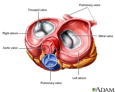 Heart valves - superior view