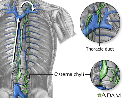 Circulation of lymph