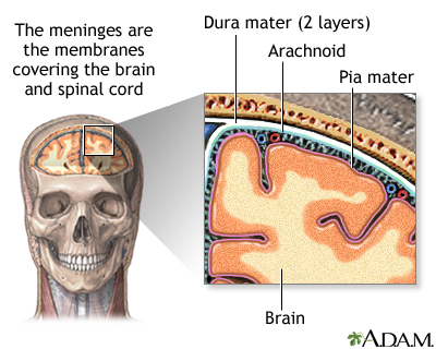 Meninges of the brain