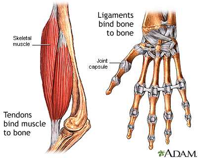 Tendon vs. ligament