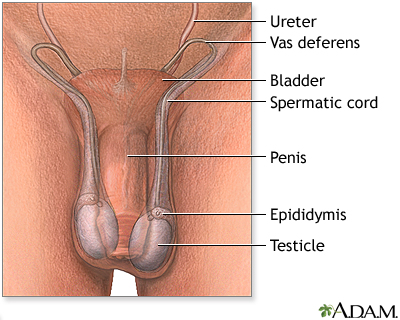 Normal anatomy