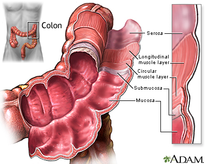 Structure of the colon