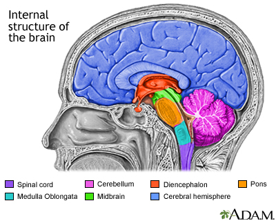 Brain structure