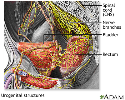 Nerve supply to the pelvis