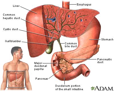 Gallbladder