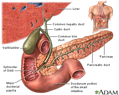 Gallbladder