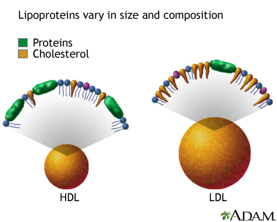 HDL and LDL