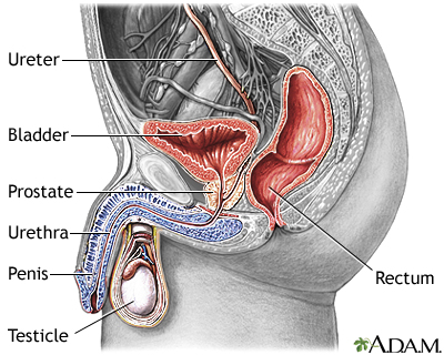 Male urinary system