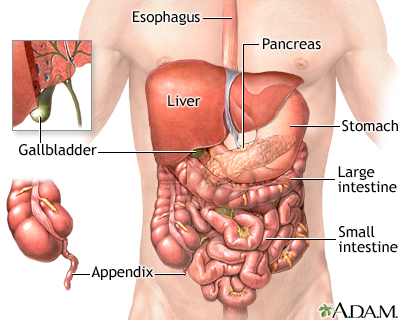 Abdominal organs