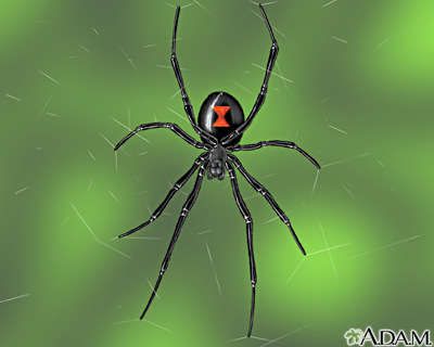 Black widow spider