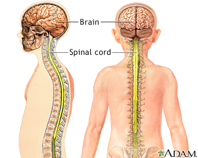 Central nervous system