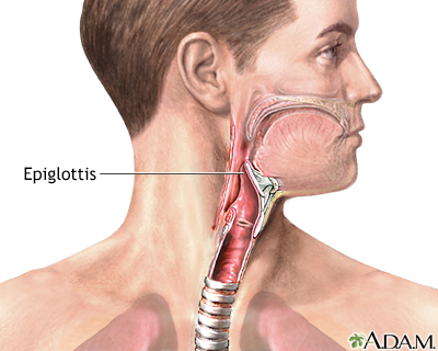 Epiglottis