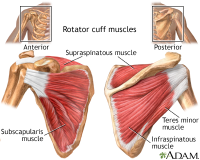 Rotator cuff muscles