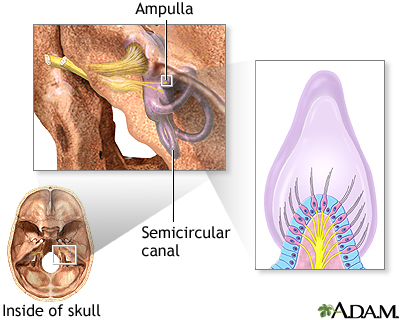 Balance receptors