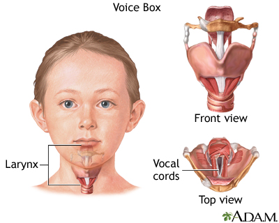 Voice box