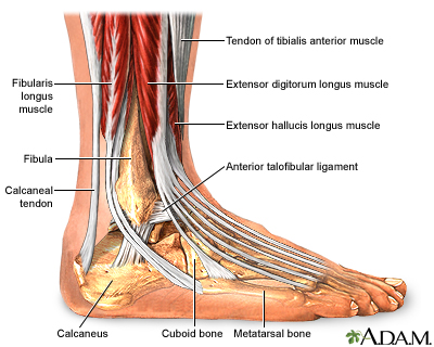 Ankle anatomy