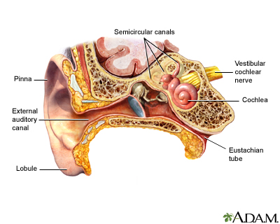 Ear anatomy