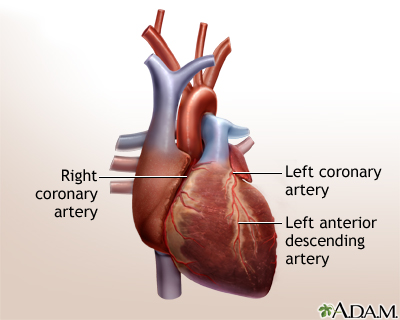 Normal anatomy