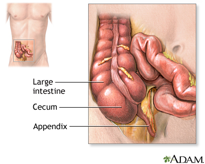 Normal anatomy