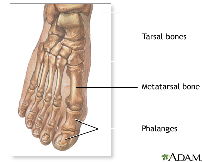 Normal anatomy