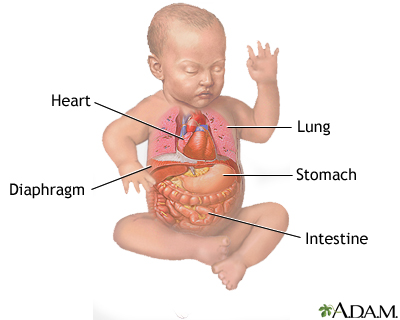 Normal anatomy